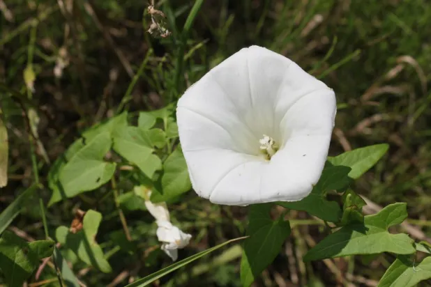Convolvulus pluricaulis (Shankhapushpi) in neurovascular hypertension: mechanistic and therapeutic insights